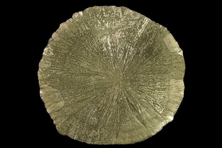 Large, Pyrite Sun - Sparta, Illinois #134892